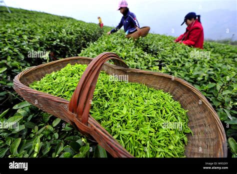 襄陽茶葉市場在哪裏：探索茶文化的繁盛之地及其深層意涵